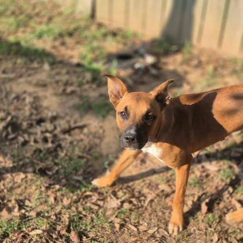 Enlarge Jazz, a Adoptable mixed breed in Dover, AR image 3/3