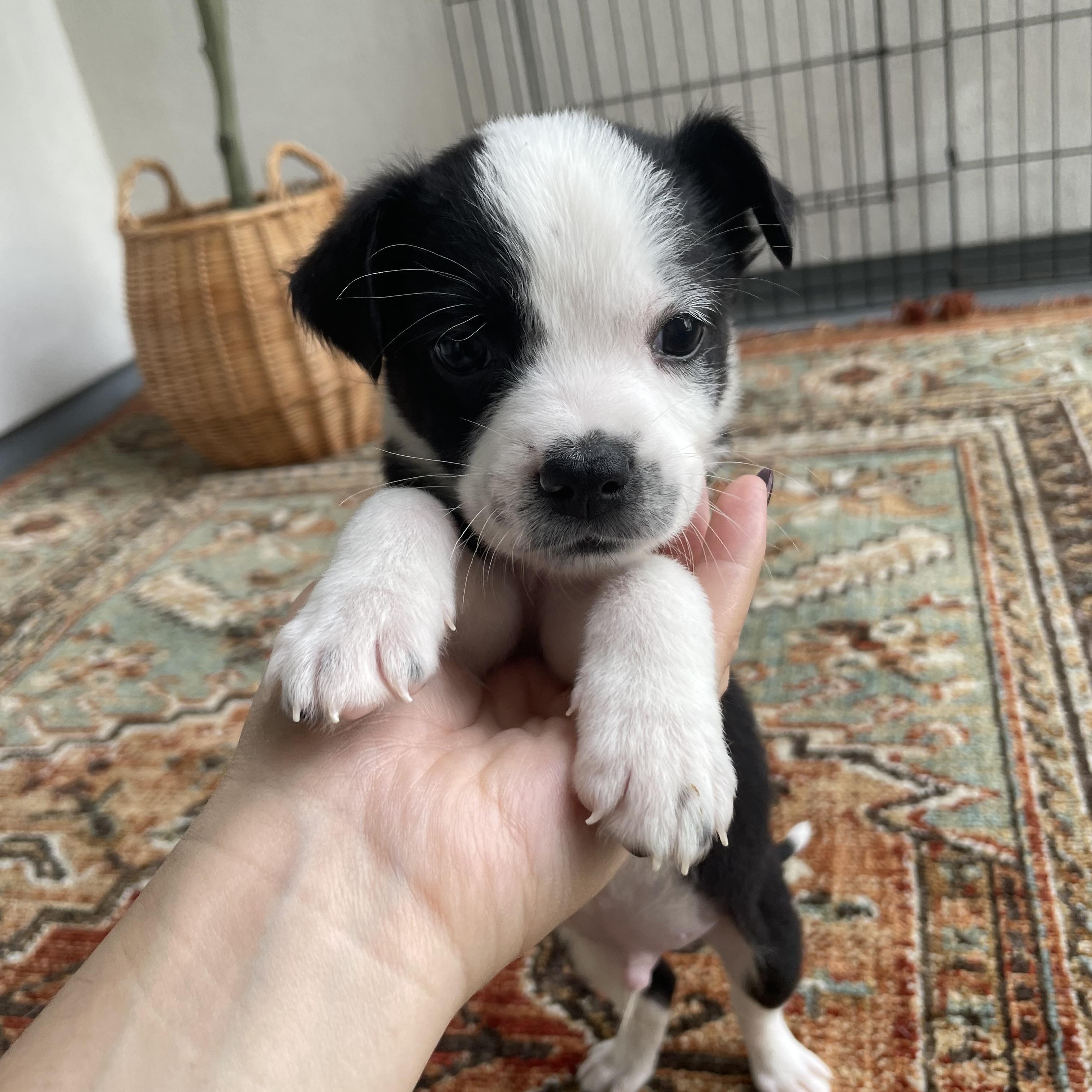 Construction Pup: Hammer, a Adoptable mixed breed in Poway, CA image 1/3