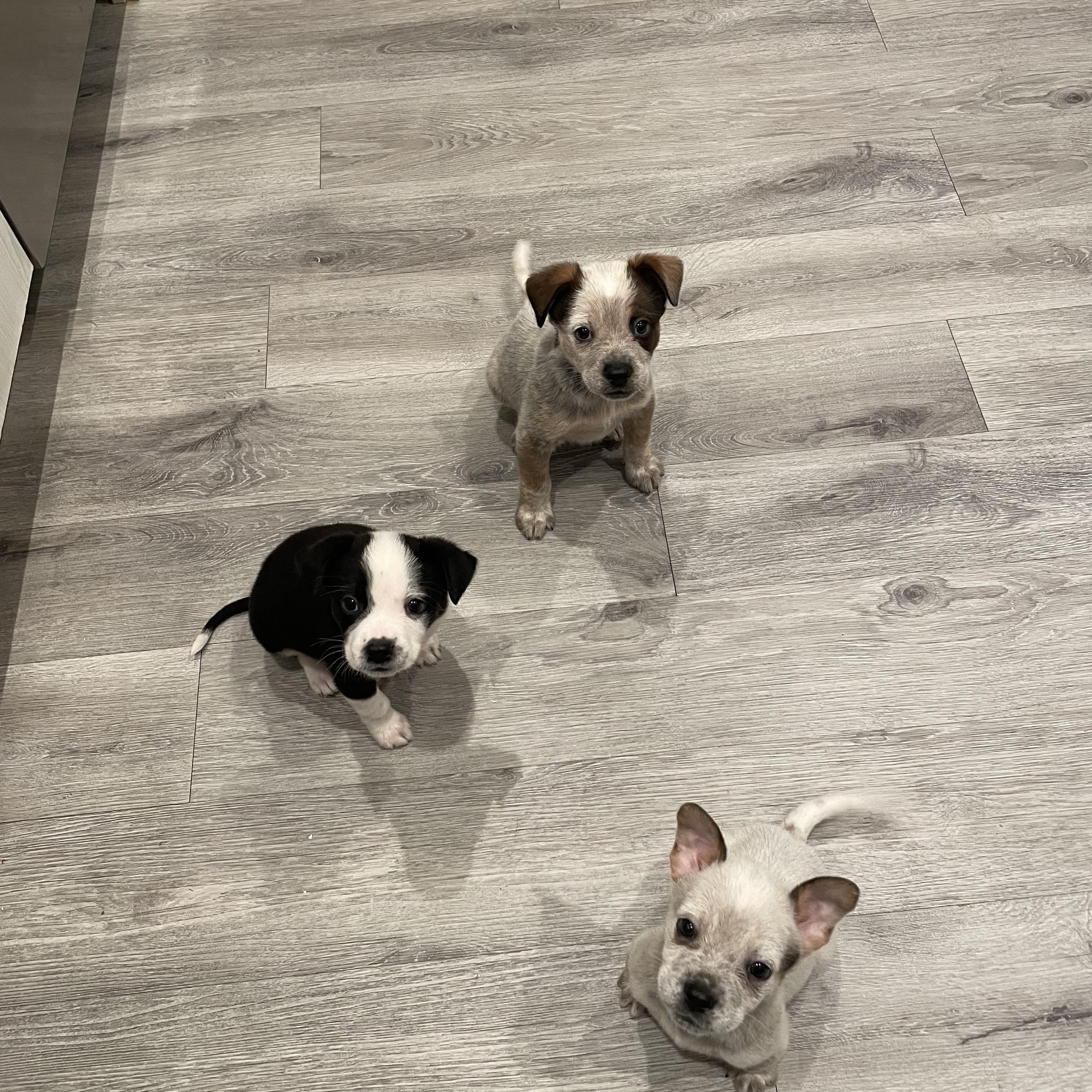 Construction Pup: Hammer, a Adoptable mixed breed in Poway, CA image 3/3