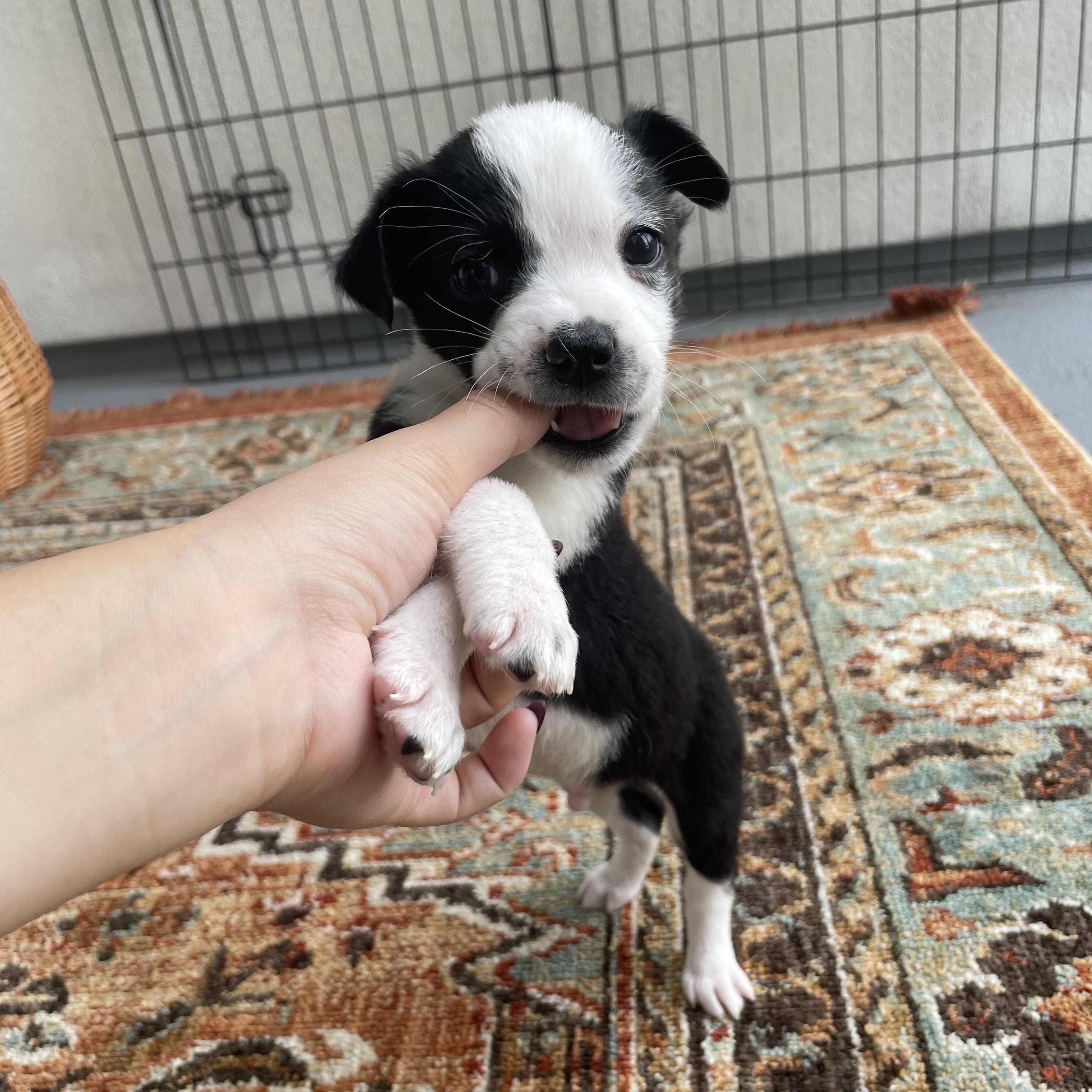 Construction Pup: Hammer, a Adoptable mixed breed in Poway, CA image 2/3