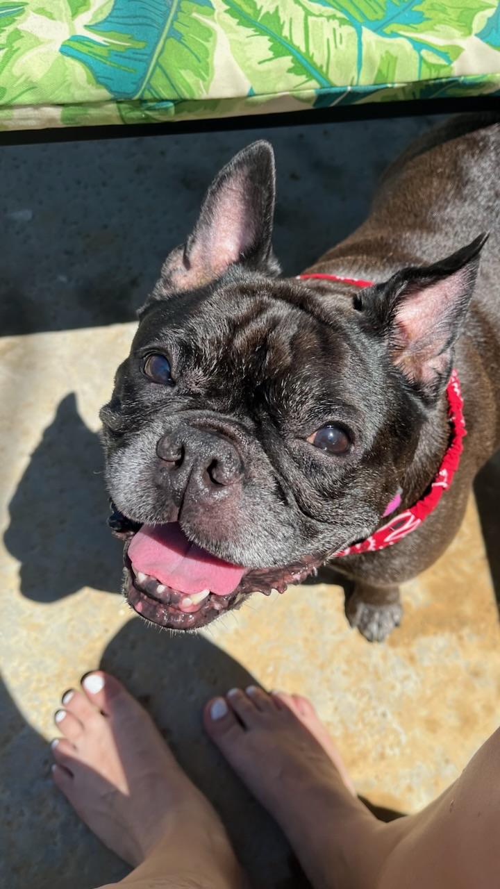 Luna, a Adoptable French Bulldog in Manhattan beach , CA image 4/6