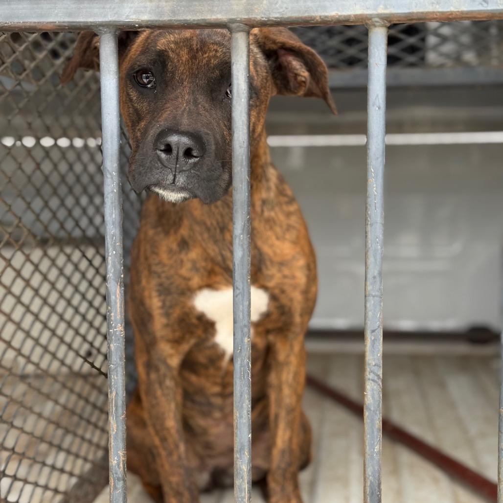 Praline, Adoptable, Young Female Boxer.