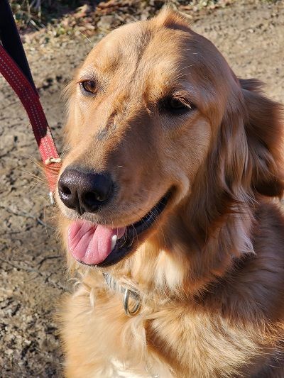 Luna Blue, Adopted, Adult Female Golden Retriever.