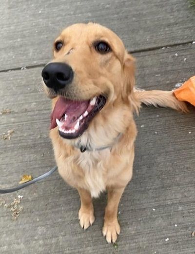 Luna Blue, a Adopted Golden Retriever in Cleveland, OH image 2/3