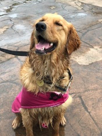 Luna Blue, a Adopted Golden Retriever in Cleveland, OH image 3/3