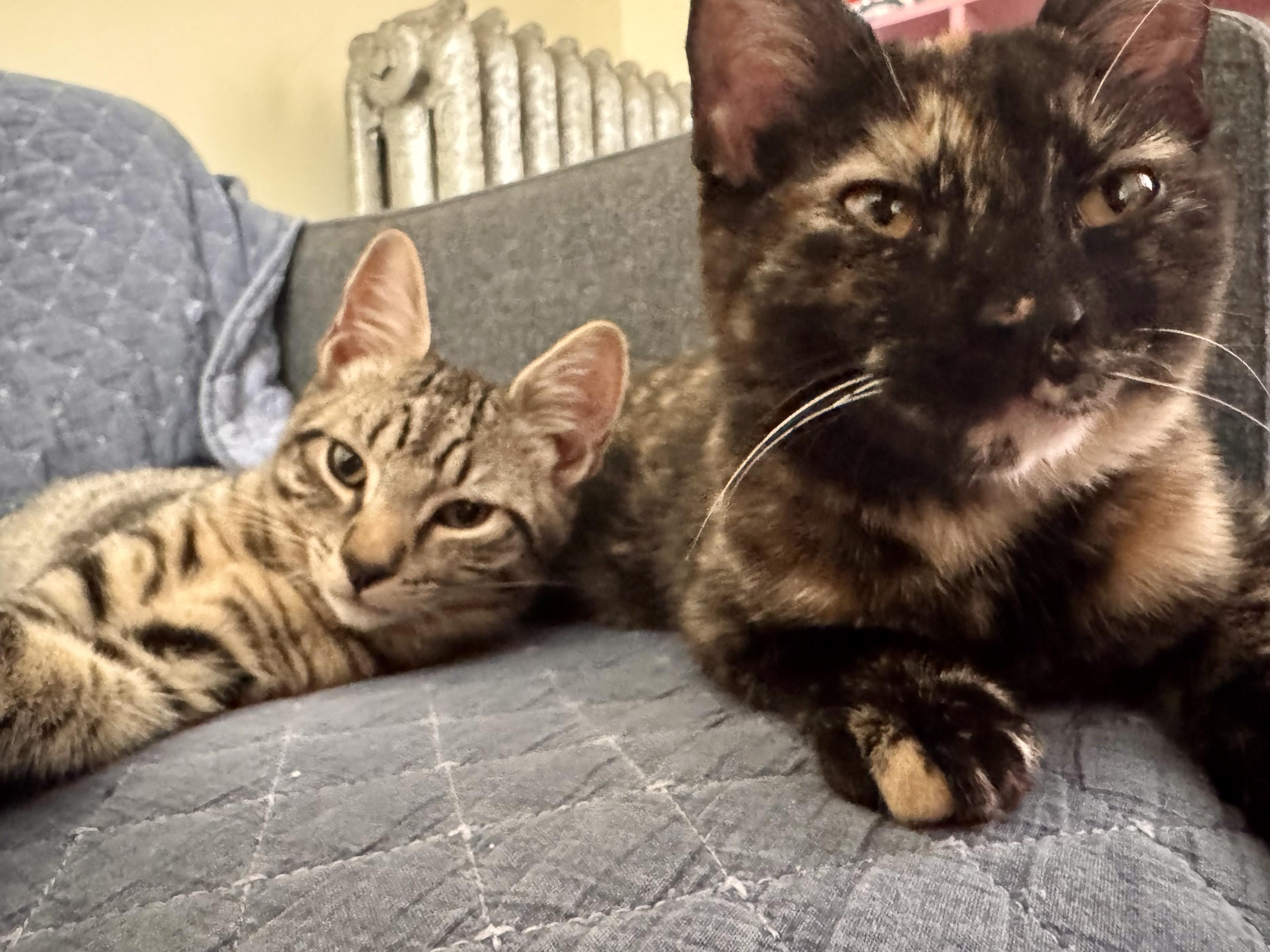 Mabel & Leo, a ADOPTABLE Domestic Short Hair in New Britain, CT image 6/6