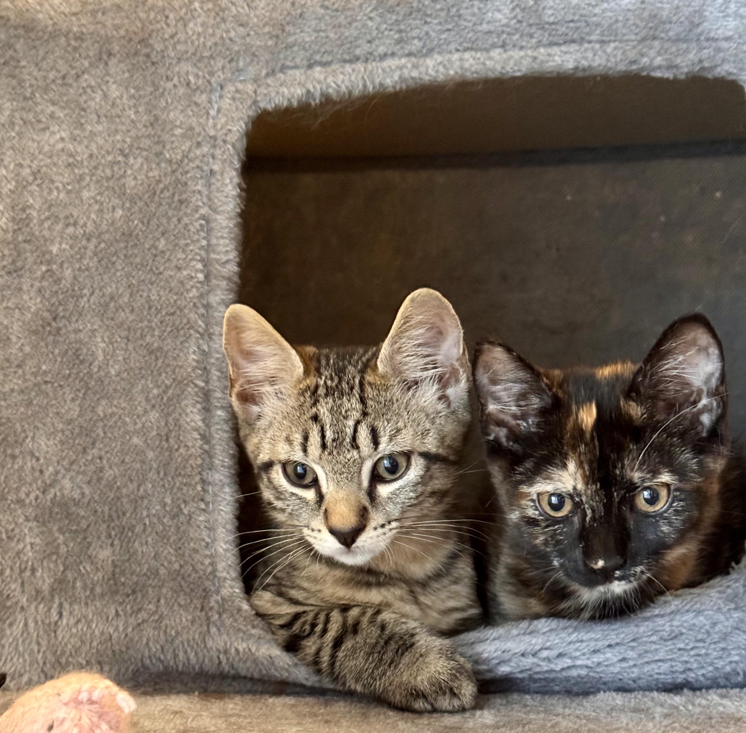 Mabel & Leo, ADOPTABLE, Kitten Female Domestic Short Hair.