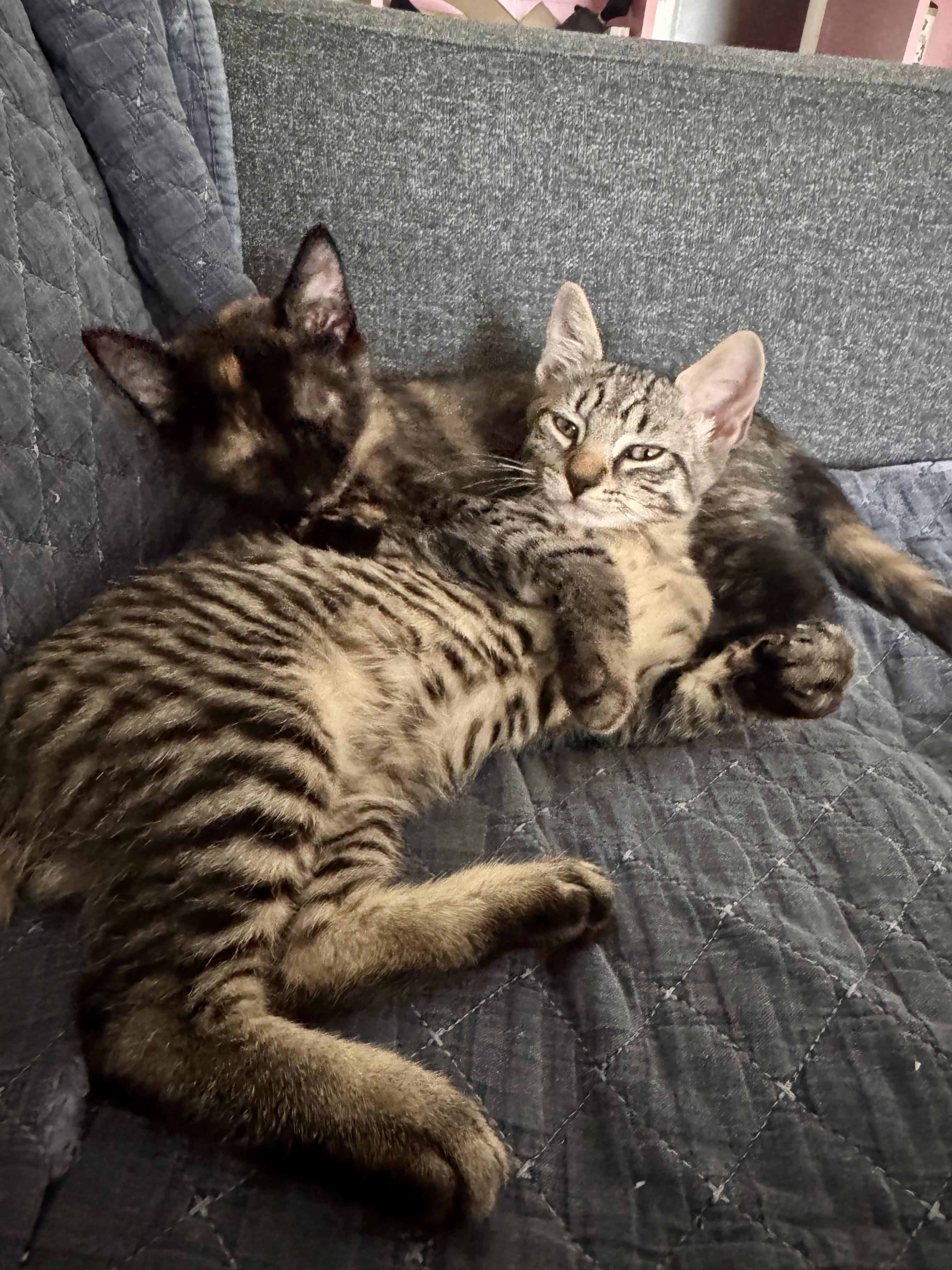 Mabel & Leo, a ADOPTABLE Domestic Short Hair in New Britain, CT image 3/6
