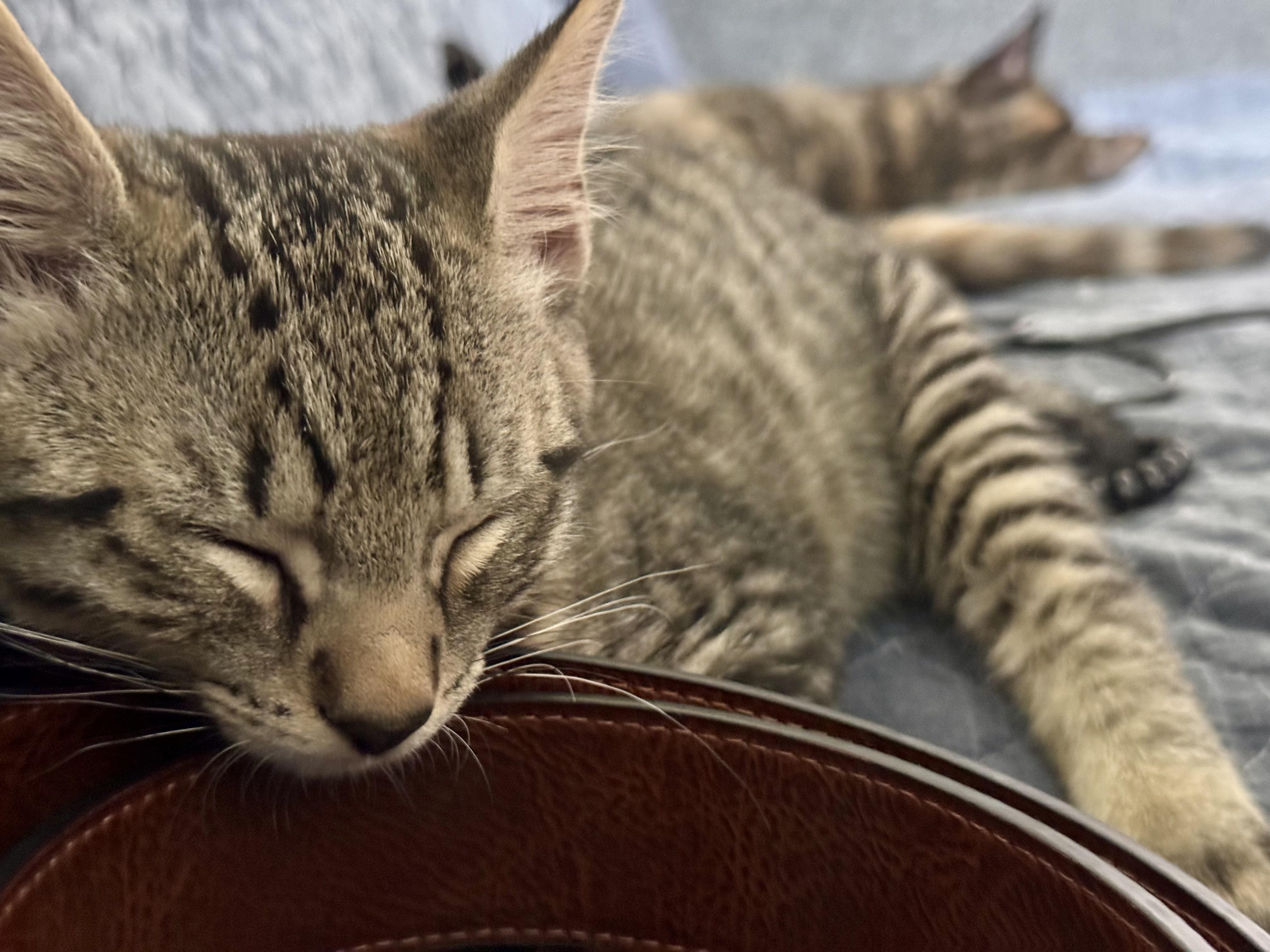 Mabel & Leo, a ADOPTABLE Domestic Short Hair in New Britain, CT image 4/6
