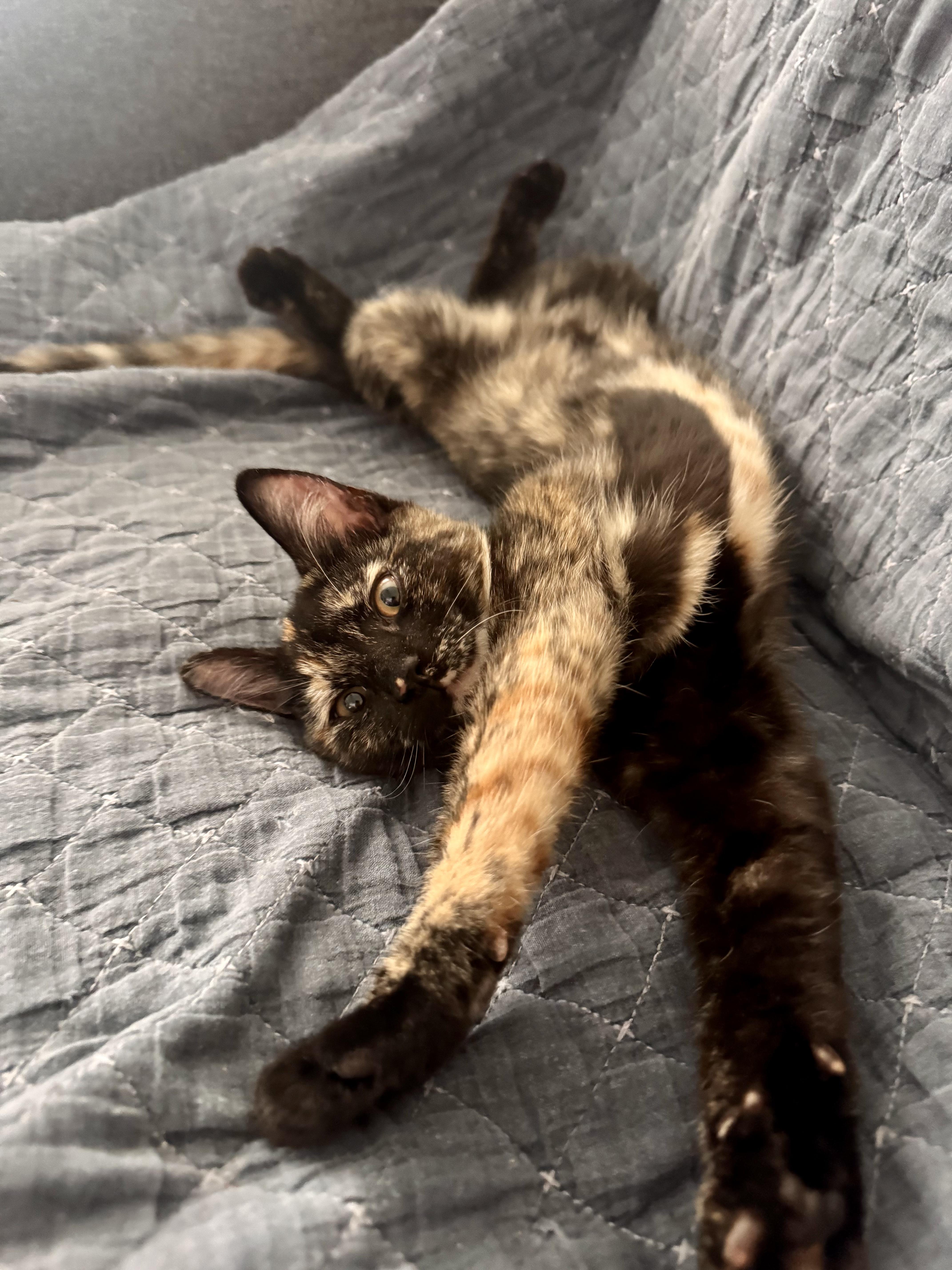 Mabel & Leo, a ADOPTABLE Domestic Short Hair in New Britain, CT image 5/6