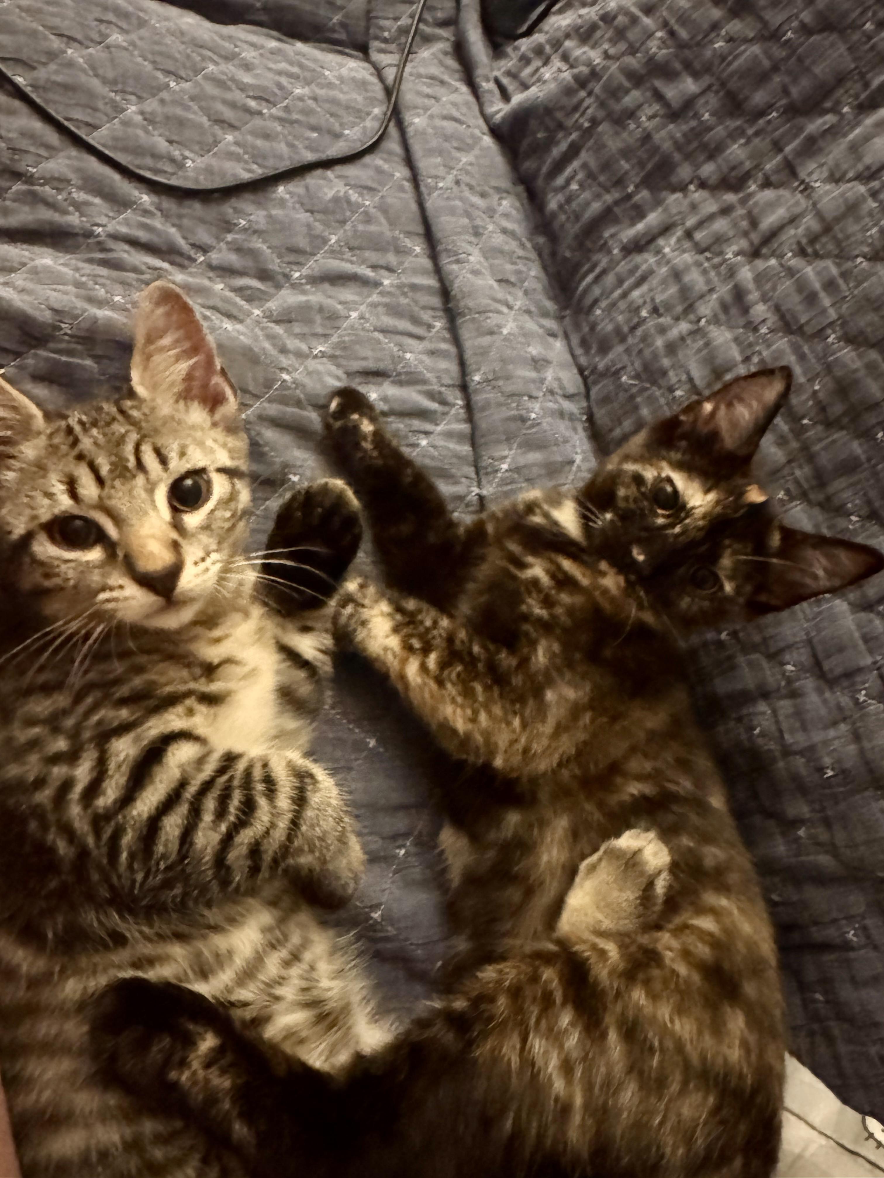 Mabel & Leo, a ADOPTABLE Domestic Short Hair in New Britain, CT image 2/6