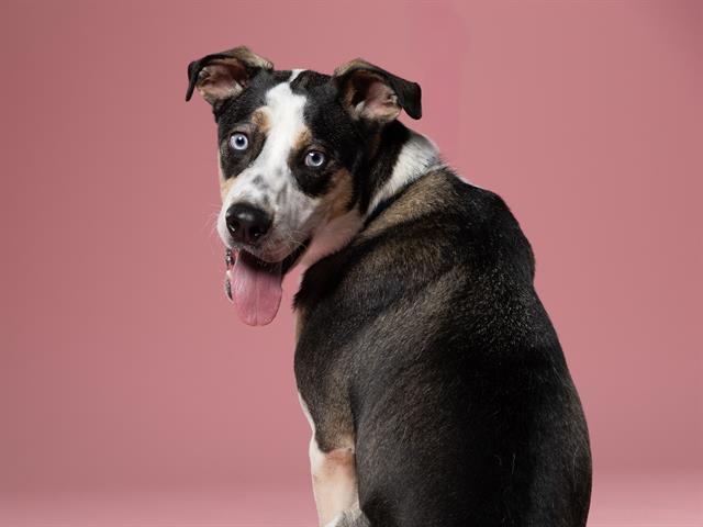 DEXTER, Adoptable, Adult Male Mixed Breed.