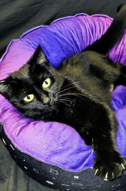 Persephone, Adoptable, Adult Female Domestic Short Hair.