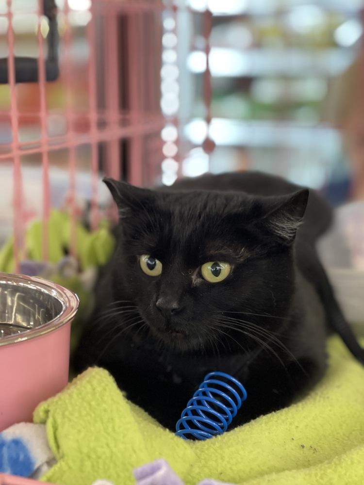 Enlarge Persephone, a Adoptable Domestic Short Hair in Dayton, OH image 2/5