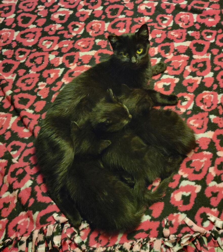 Enlarge Persephone, a Adoptable Domestic Short Hair in Dayton, OH image 2/3