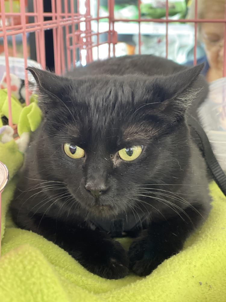 Enlarge Persephone, a Adoptable Domestic Short Hair in Dayton, OH image 4/5