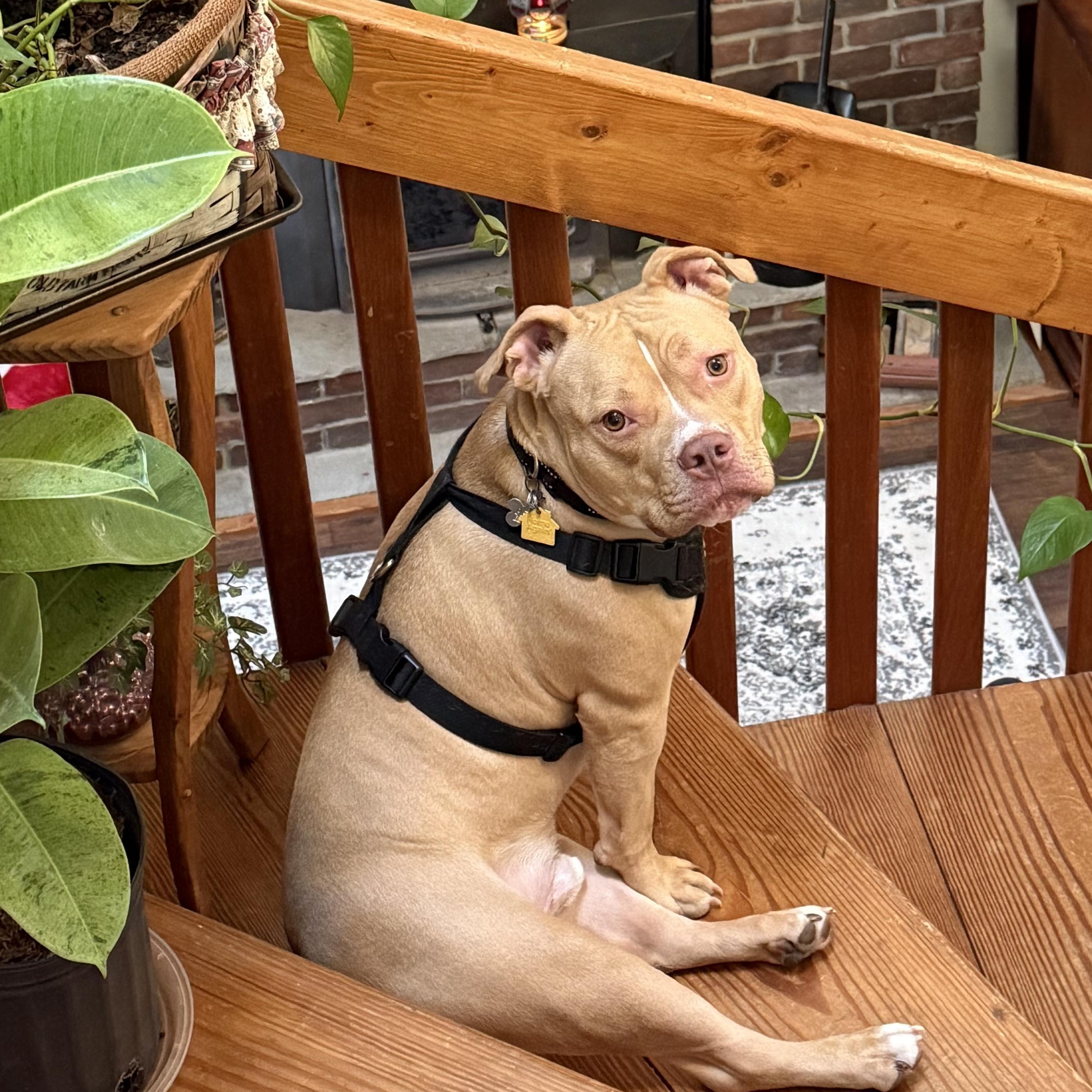 LB, adoptable, Adult Male American Bully & Bulldog.