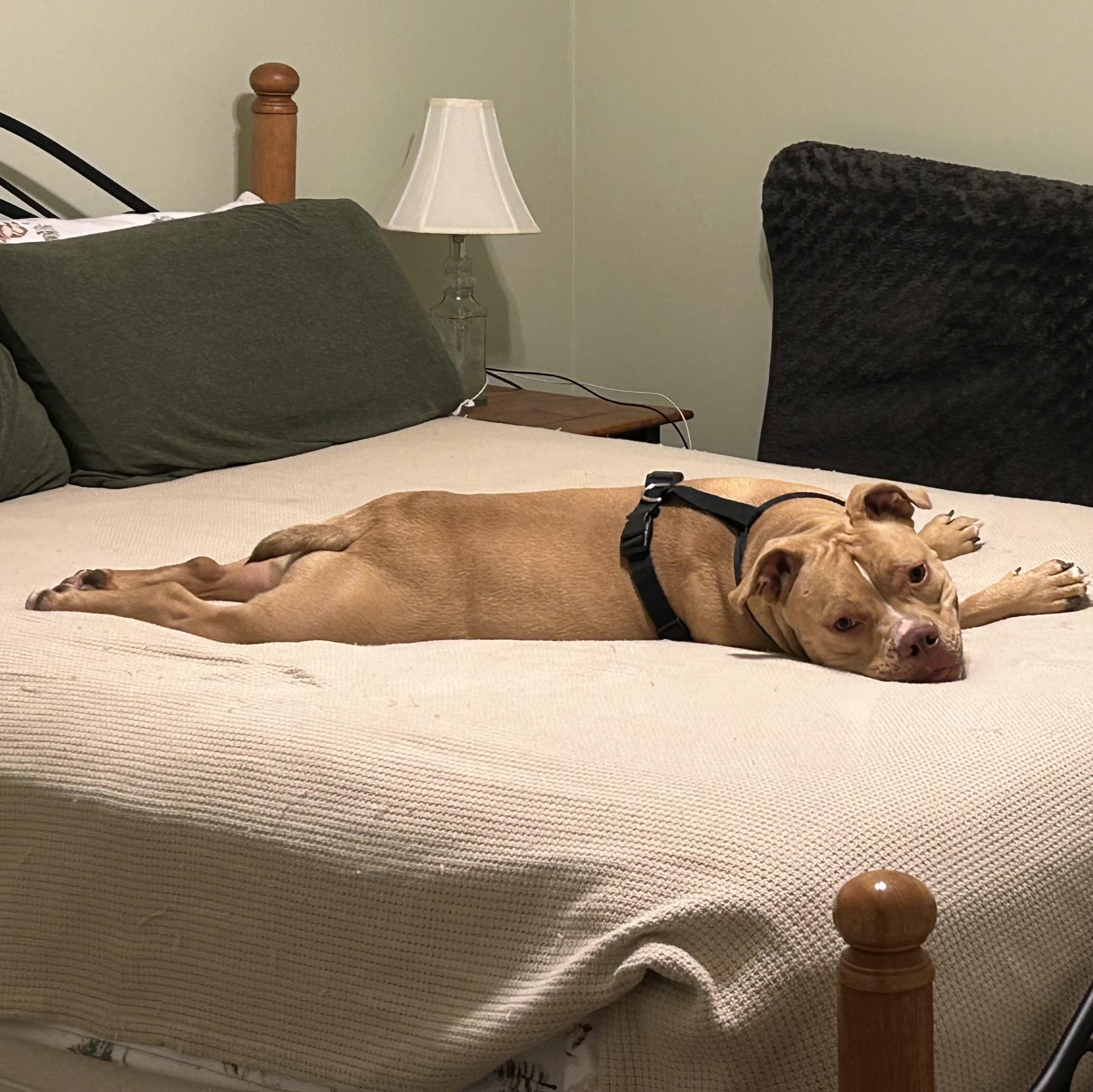 LB, an adoptable mixed breed in Mechanicsburg, PA image 5/5