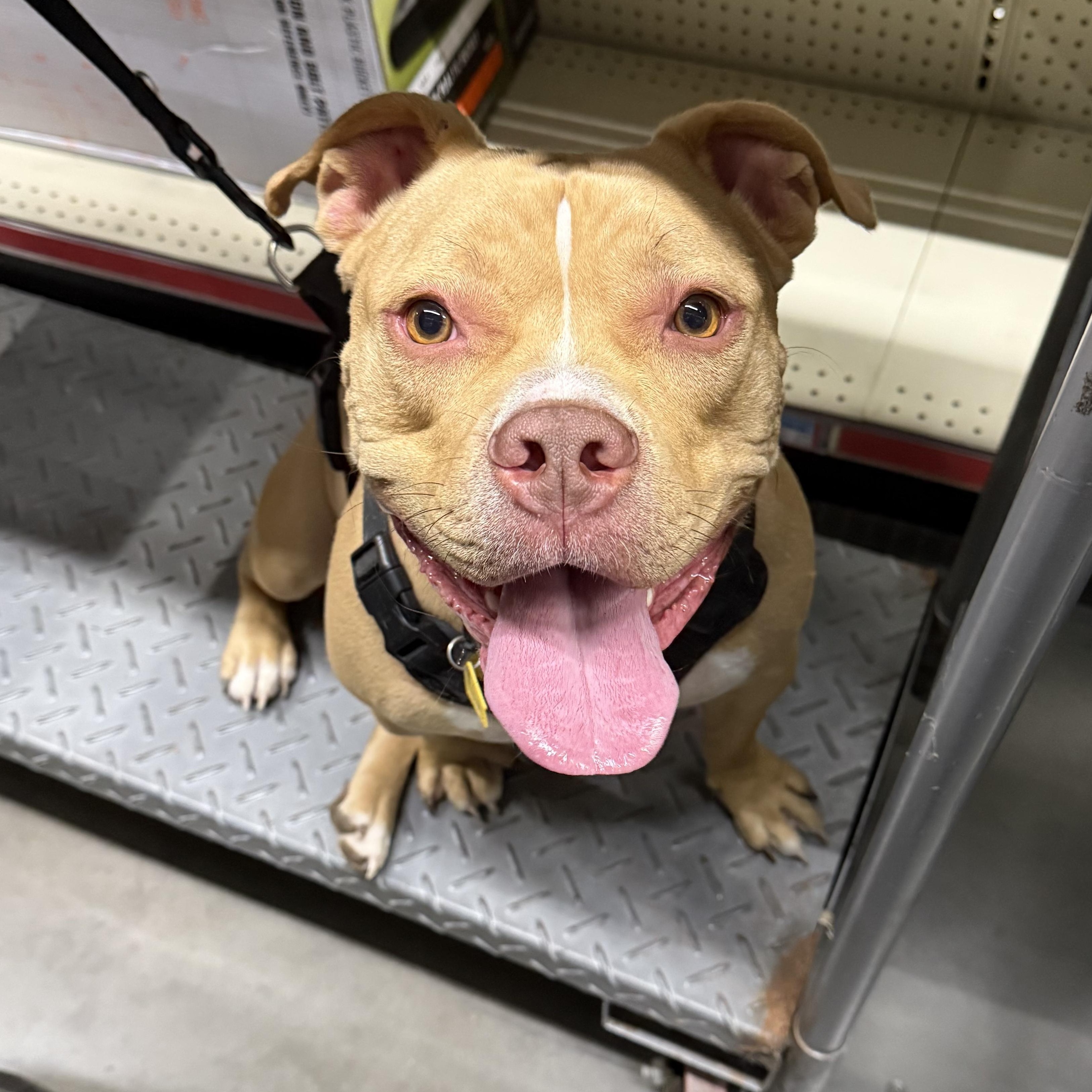 LB, an adoptable mixed breed in Mechanicsburg, PA image 3/5