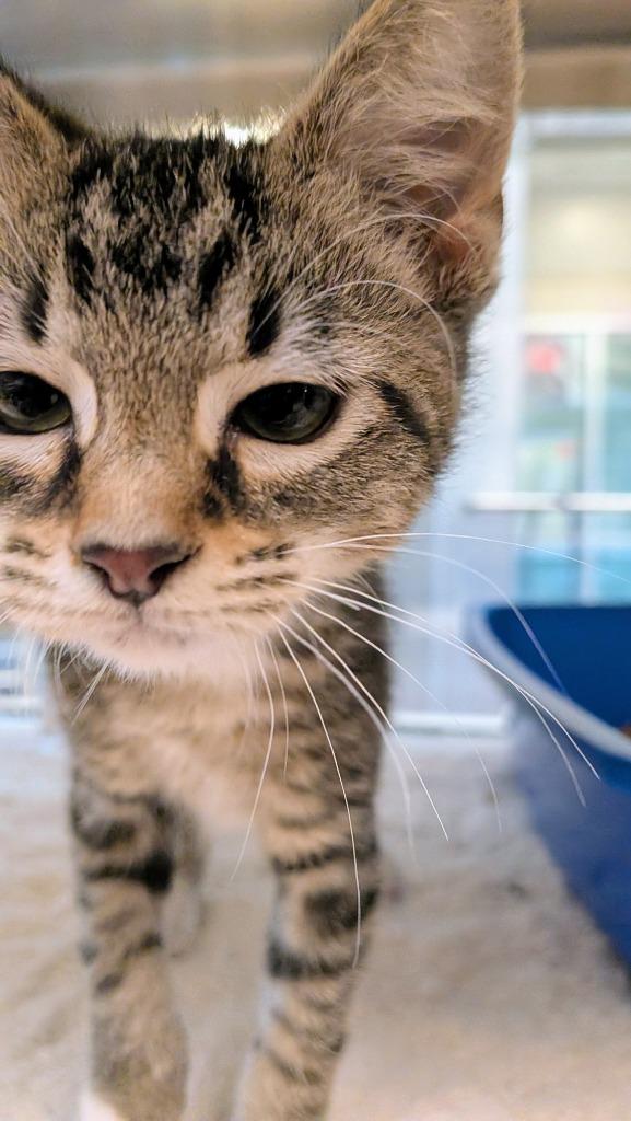 Woody, Adoptable, Kitten Male Domestic Short Hair.