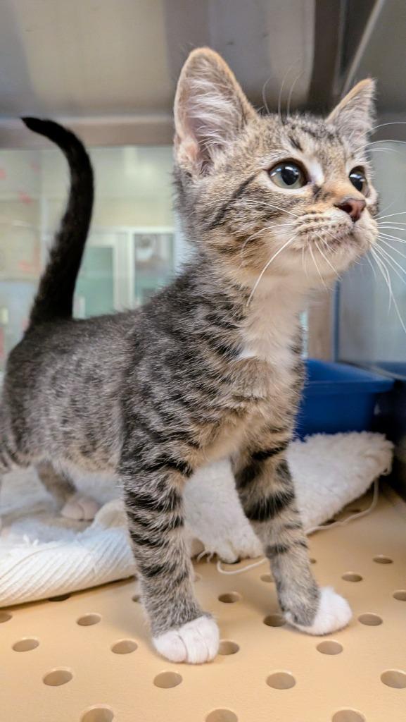 Woody, a Adoptable mixed breed in Seguin, TX image 3/3