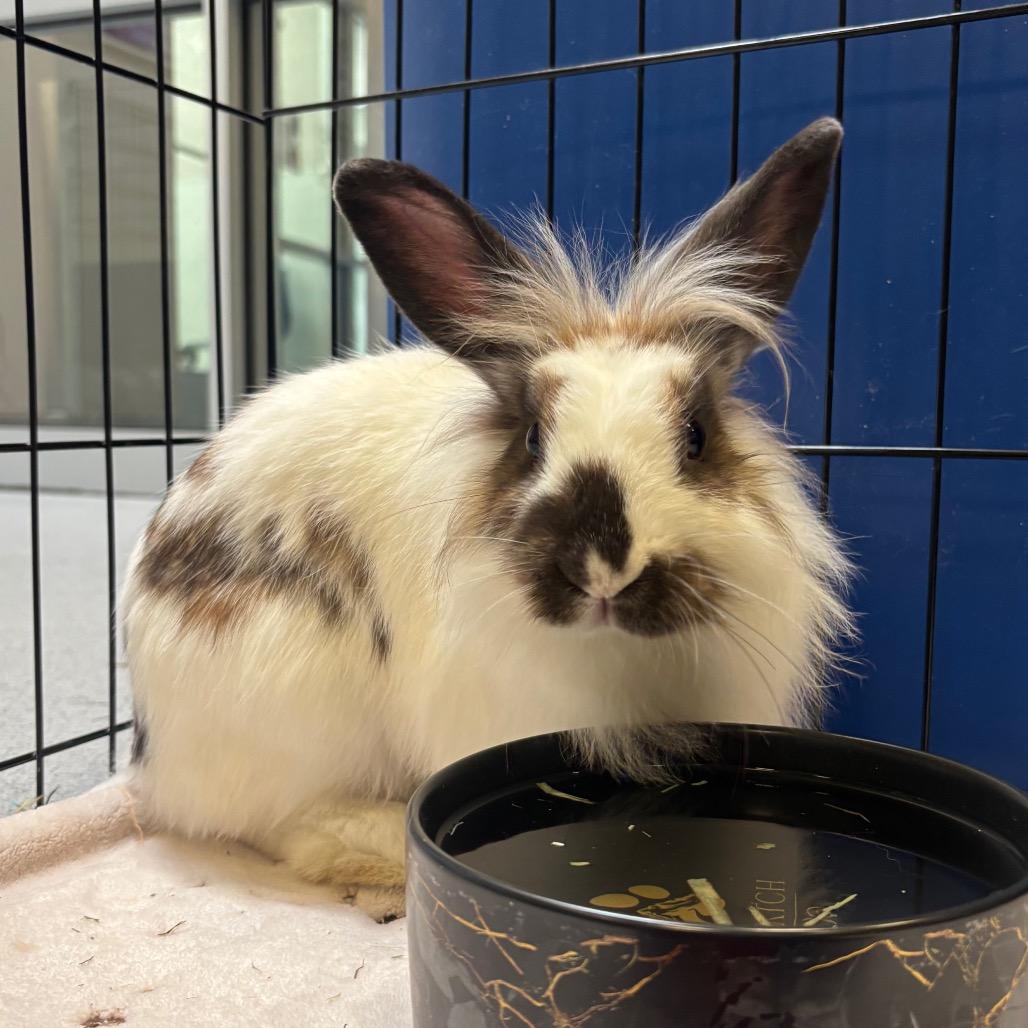 Mama Maude, Adoptable, Young Female Lionhead.