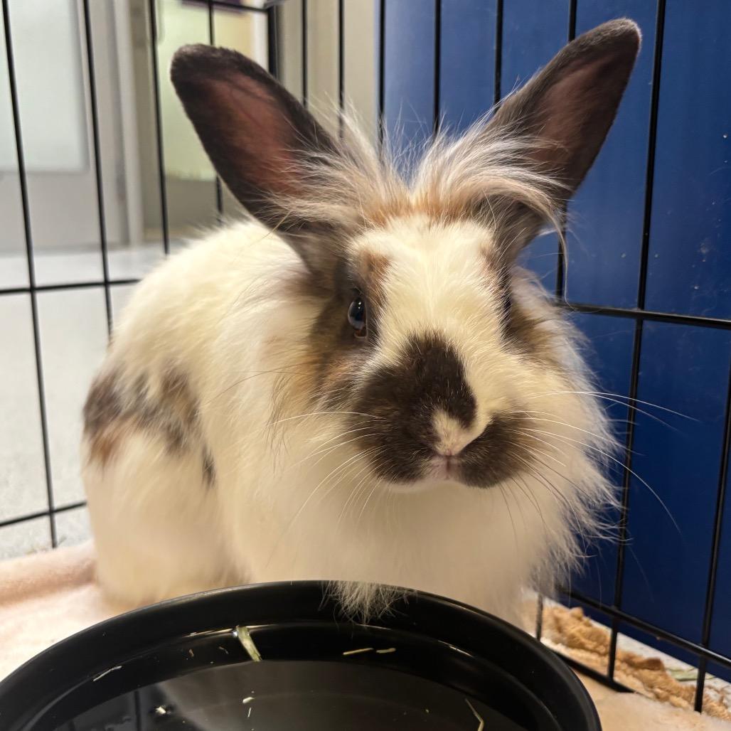 Enlarge Mama Maude, a Adoptable Lionhead in Murray, UT image 2/3