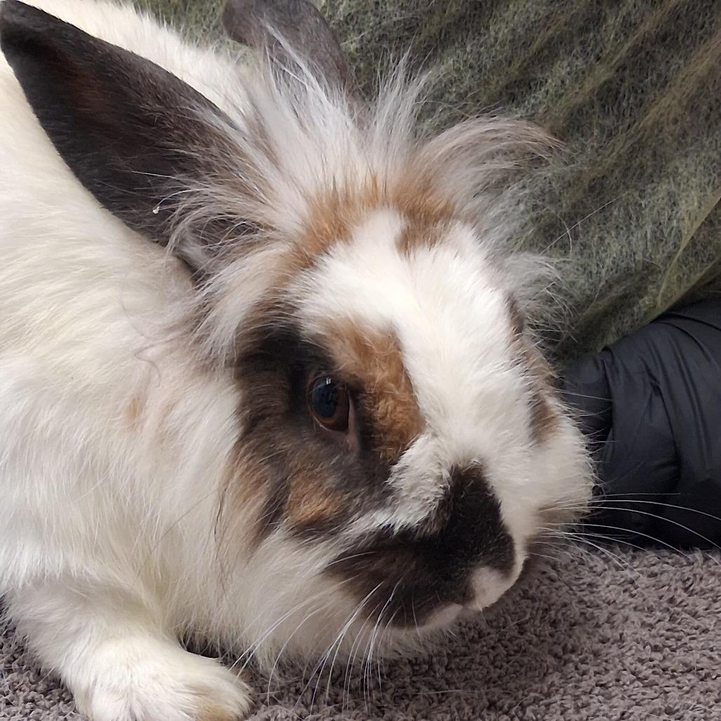 Enlarge Mama Maude, a Adoptable Lionhead in Murray, UT image 3/3