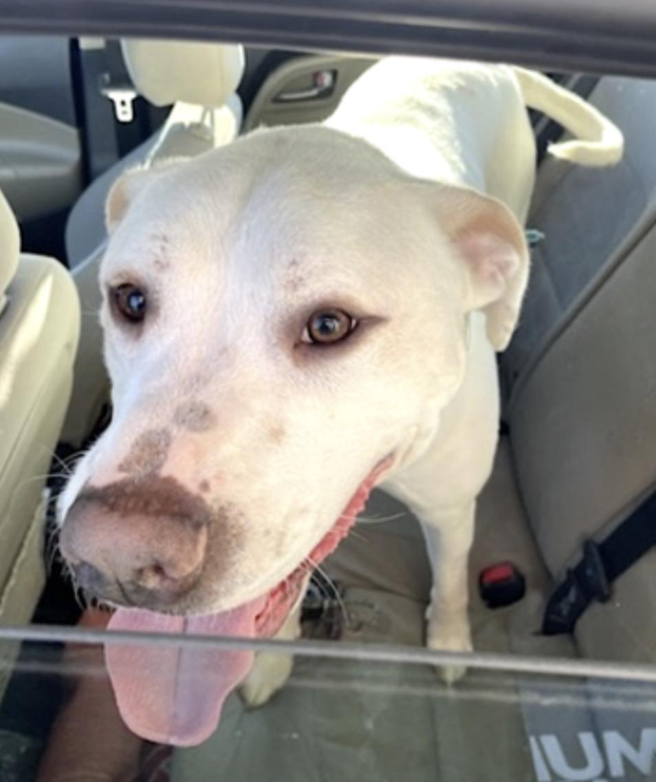 Enlarge Bucky, a Adoptable mixed breed in Nashville, TN image 5/6