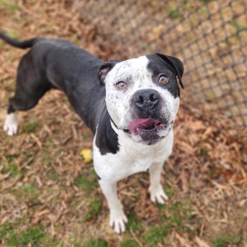 Enlarge Deacon, a Adoptable Pit Bull Terrier in Stanley, VA image 2/3