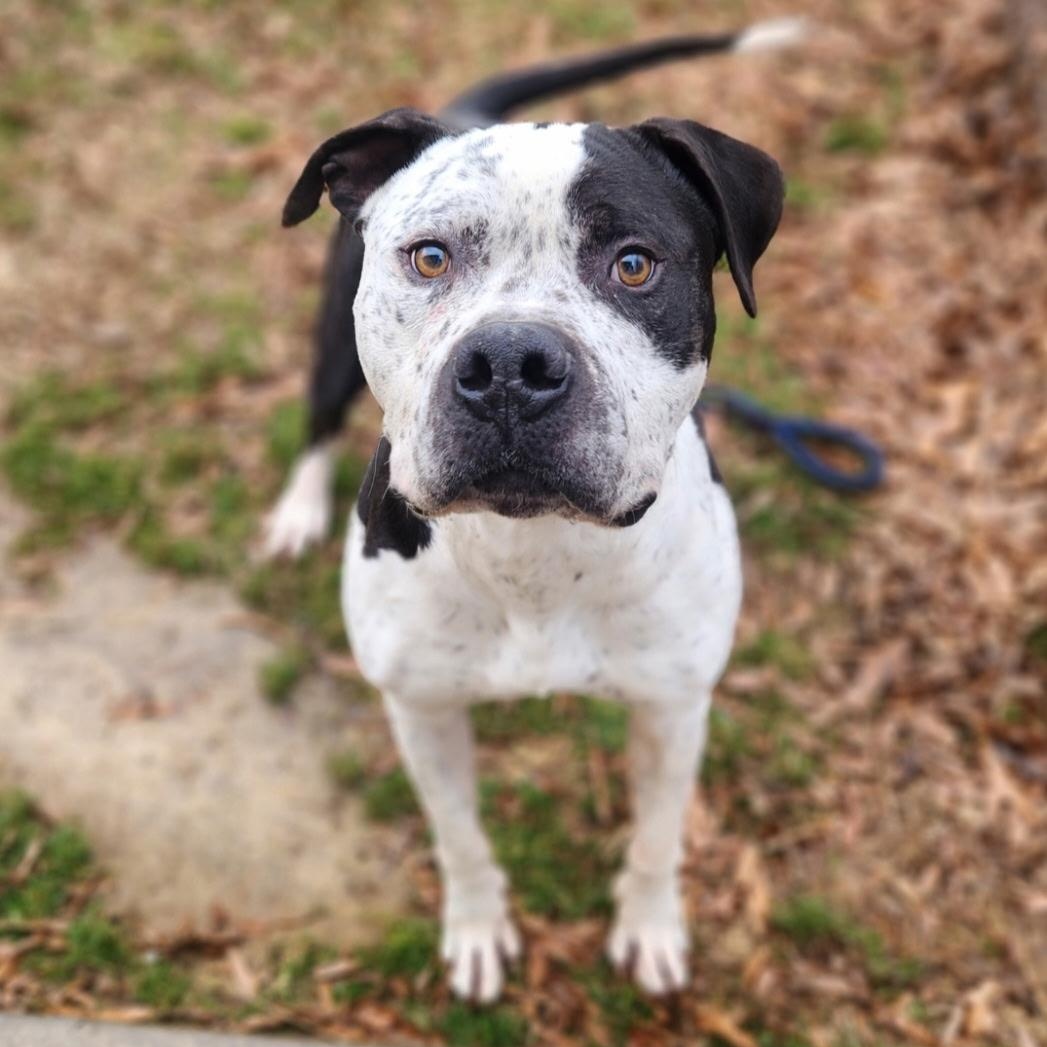 Deacon, Adoptable, Adult Male Pit Bull Terrier.