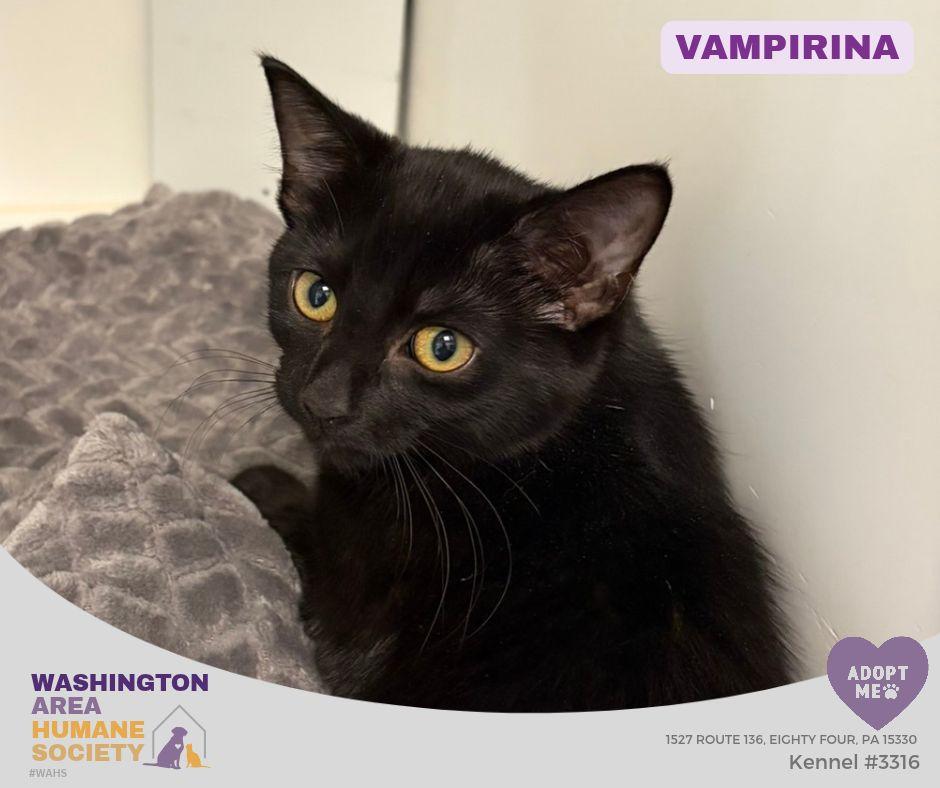 Enlarge Vampirina, a Adoptable mixed breed in Eighty Four, PA image 1/1