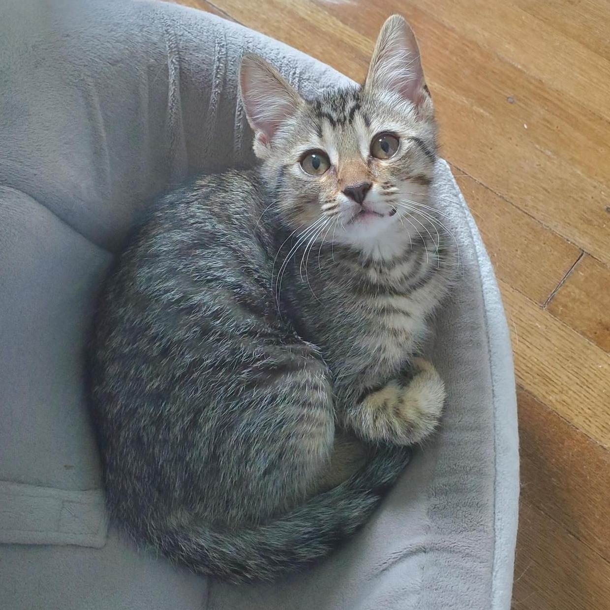 Grub Hub, adopted, Kitten Male Domestic Short Hair.