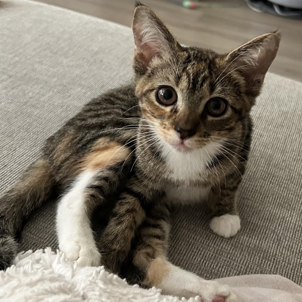 Lagoon, Adoptable, Kitten Female Domestic Short Hair.