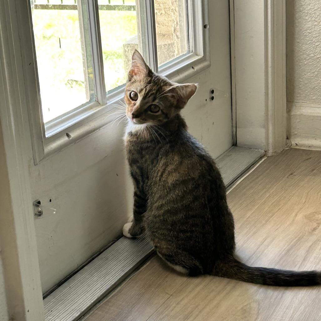 Lagoon, a Adoptable Domestic Short Hair in San Antonio, TX image 2/5