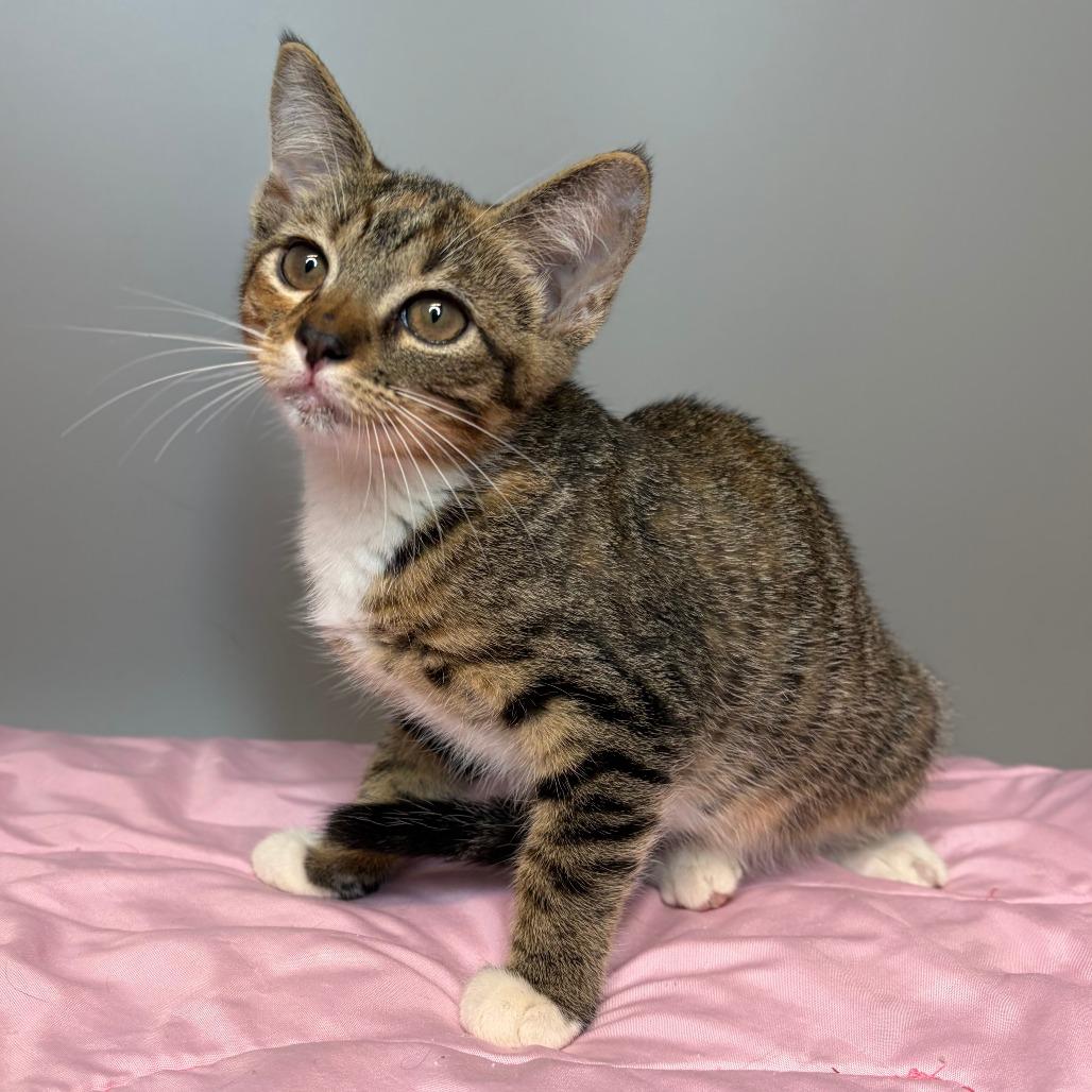 Lagoon, a Adoptable Domestic Short Hair in San Antonio, TX image 3/5