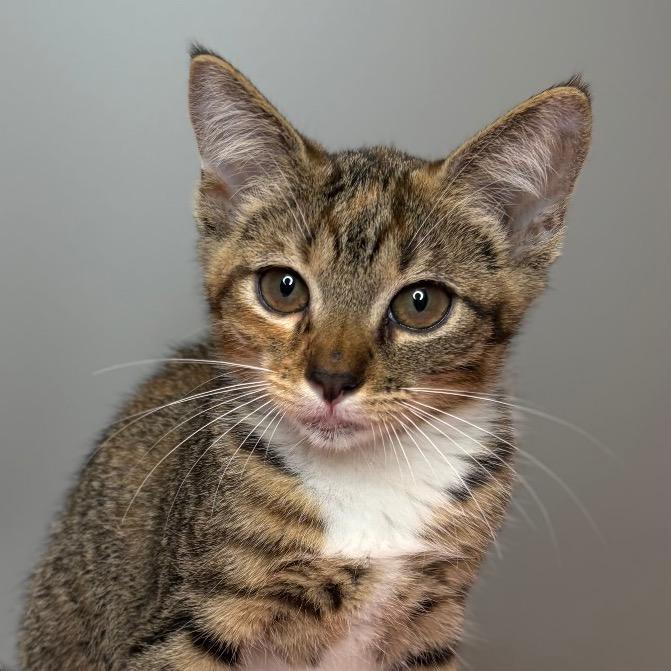 Lagoon, a Adoptable Domestic Short Hair in San Antonio, TX image 4/5