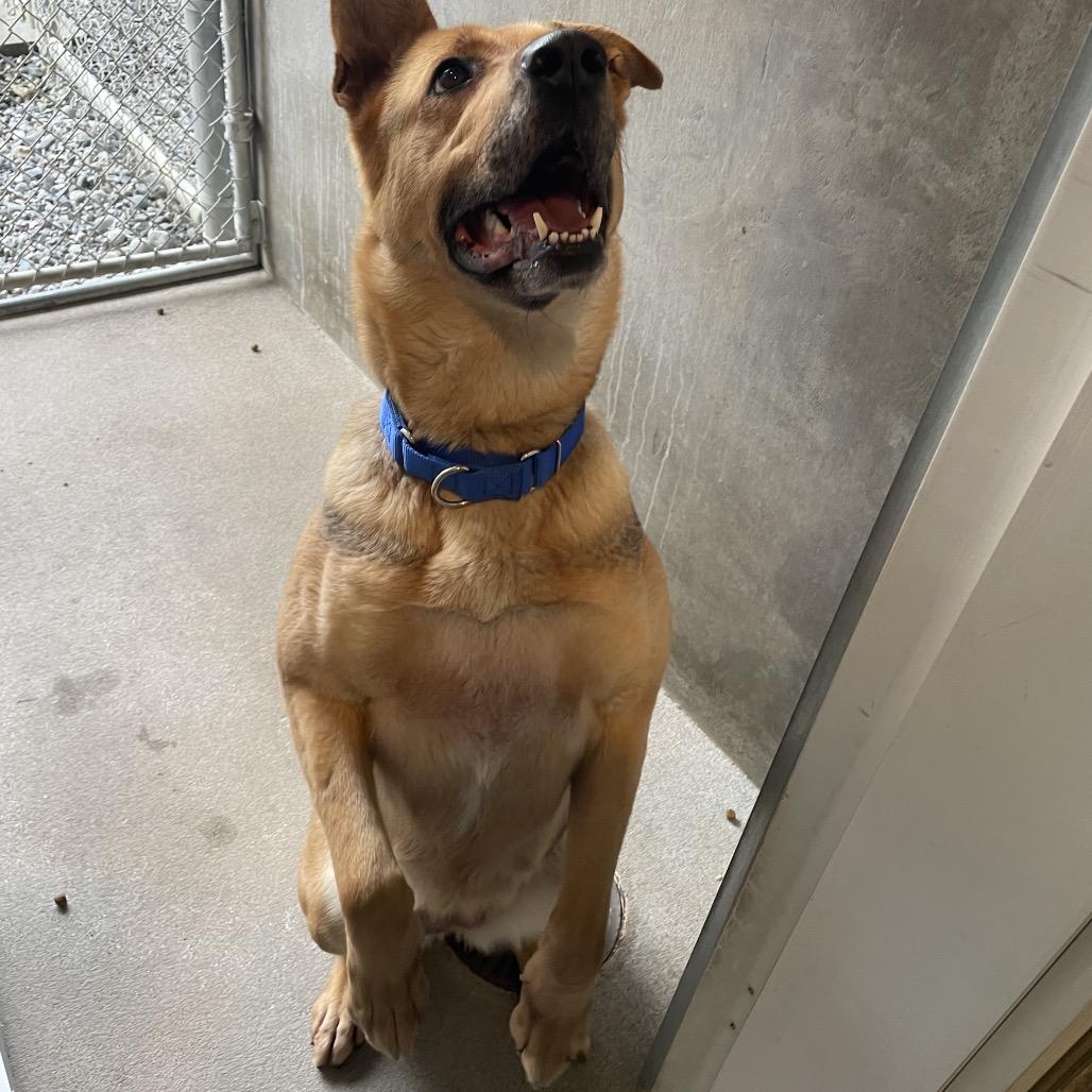 Enlarge Coco, a Adoptable mixed breed in Port Angeles, WA image 3/6