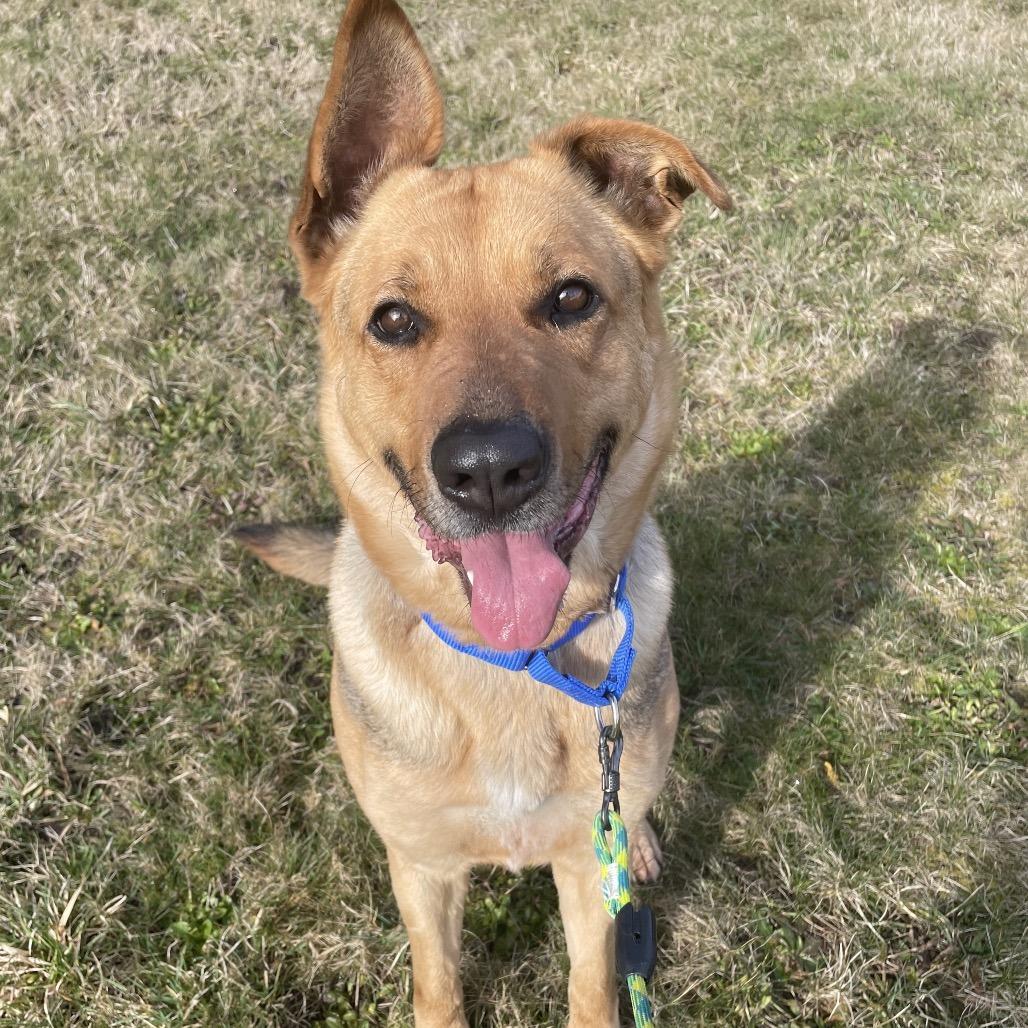 Enlarge Coco, a Adoptable mixed breed in Port Angeles, WA image 4/6