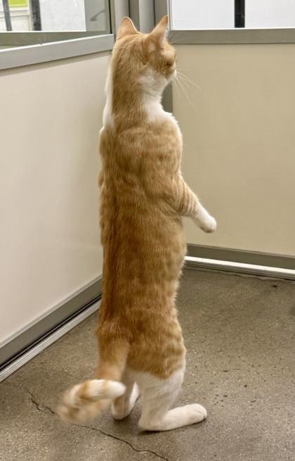 Stitch, Adoptable, Young Male Domestic Short Hair & Domestic Short Hair.