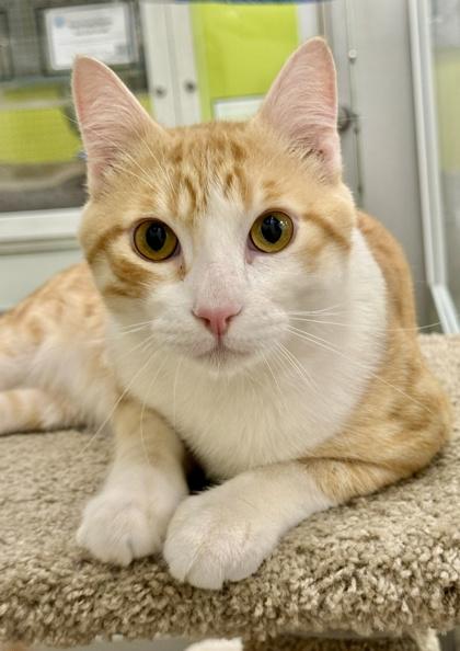 Stitch, a Adoptable mixed breed in San Diego, CA image 2/3