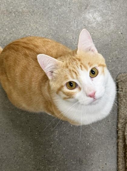 Stitch, a Adoptable mixed breed in San Diego, CA image 3/3