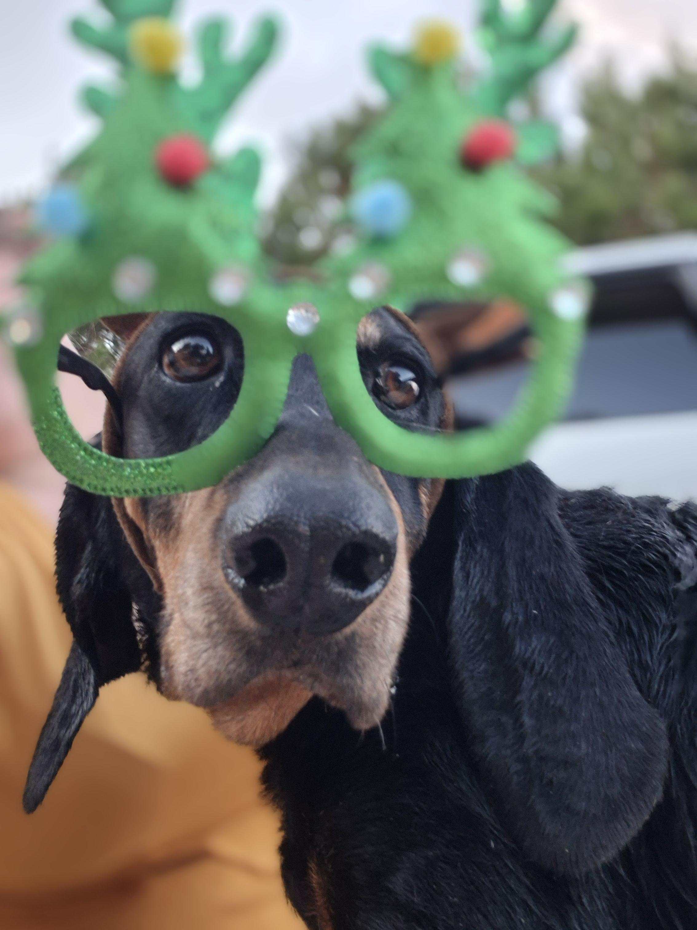 Cindy, Adoptable, Senior Female Black and Tan Coonhound.
