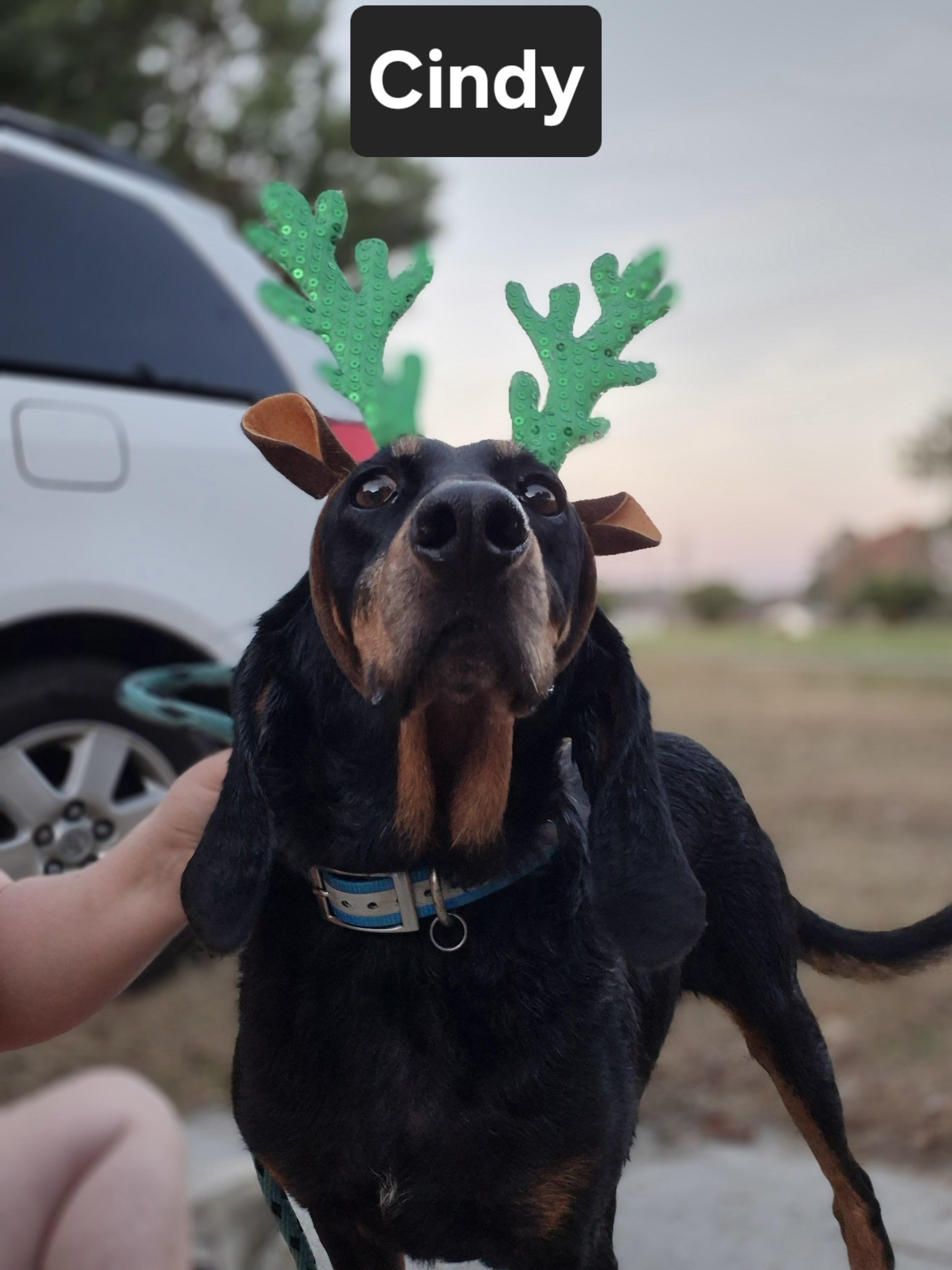 Cindy, a Adoptable Black and Tan Coonhound in Chesapeake, VA image 2/5