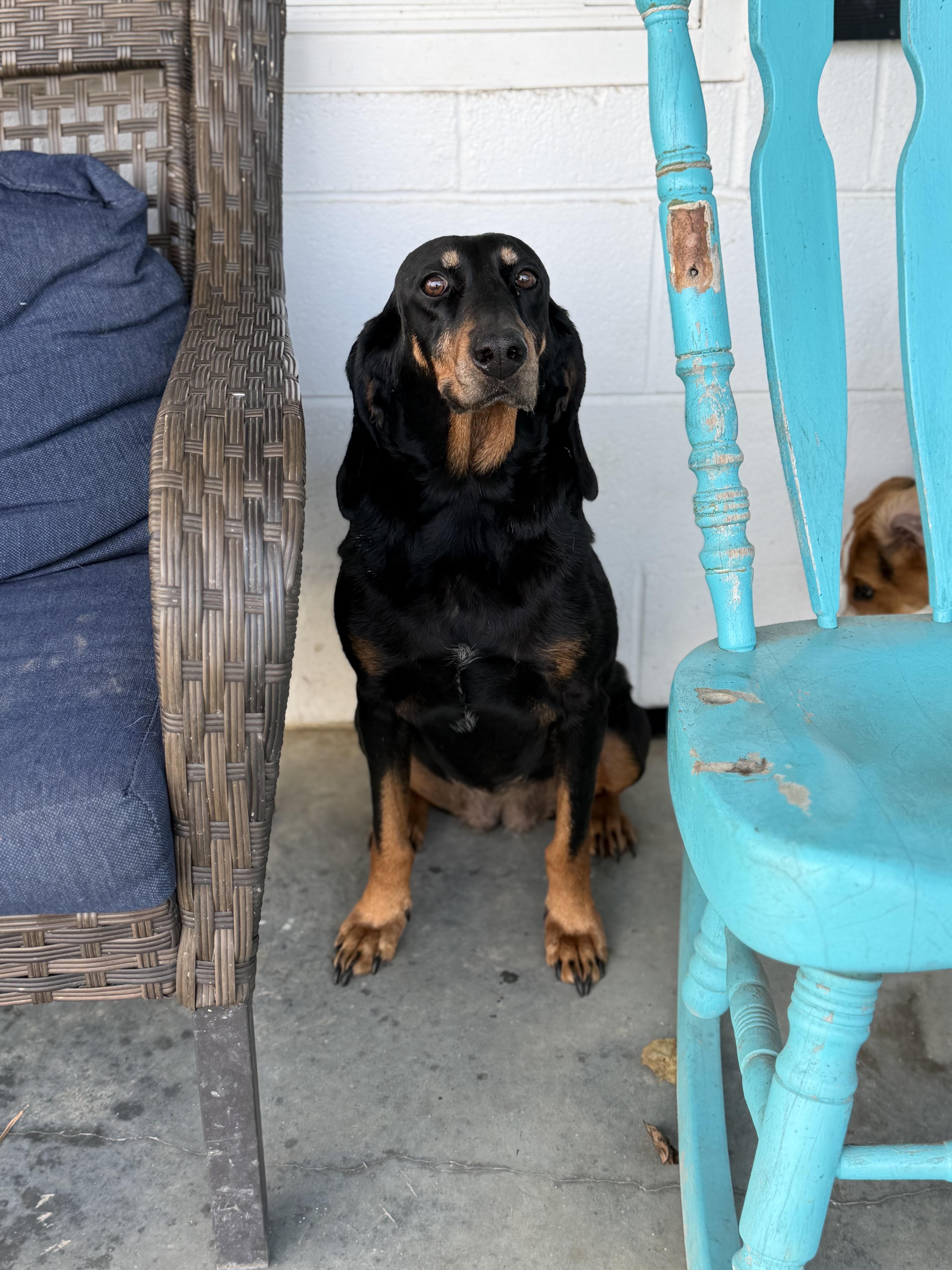 Cindy, a Adoptable Black and Tan Coonhound in Chesapeake, VA image 3/5