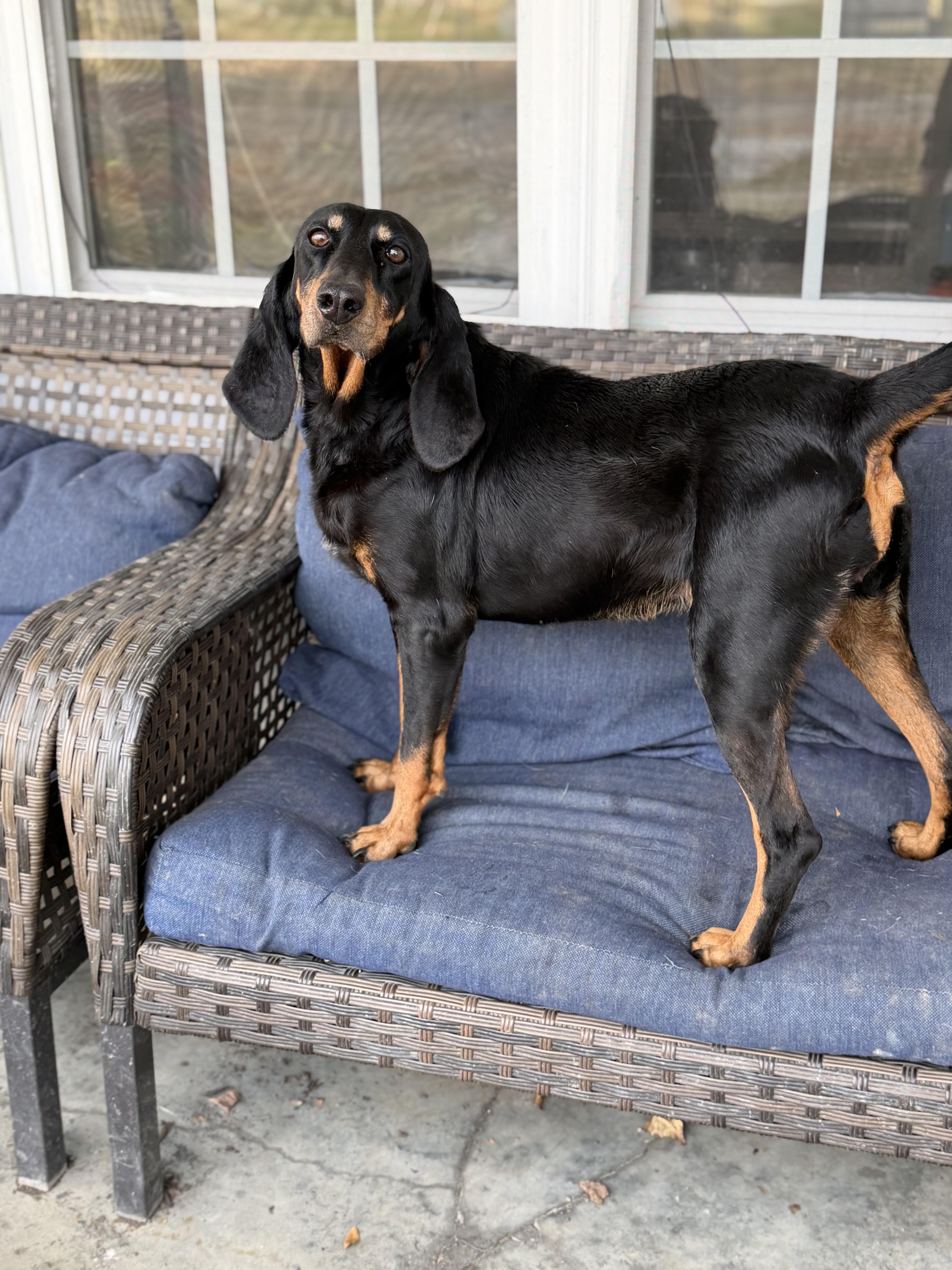 Cindy, a Adoptable Black and Tan Coonhound in Chesapeake, VA image 4/5