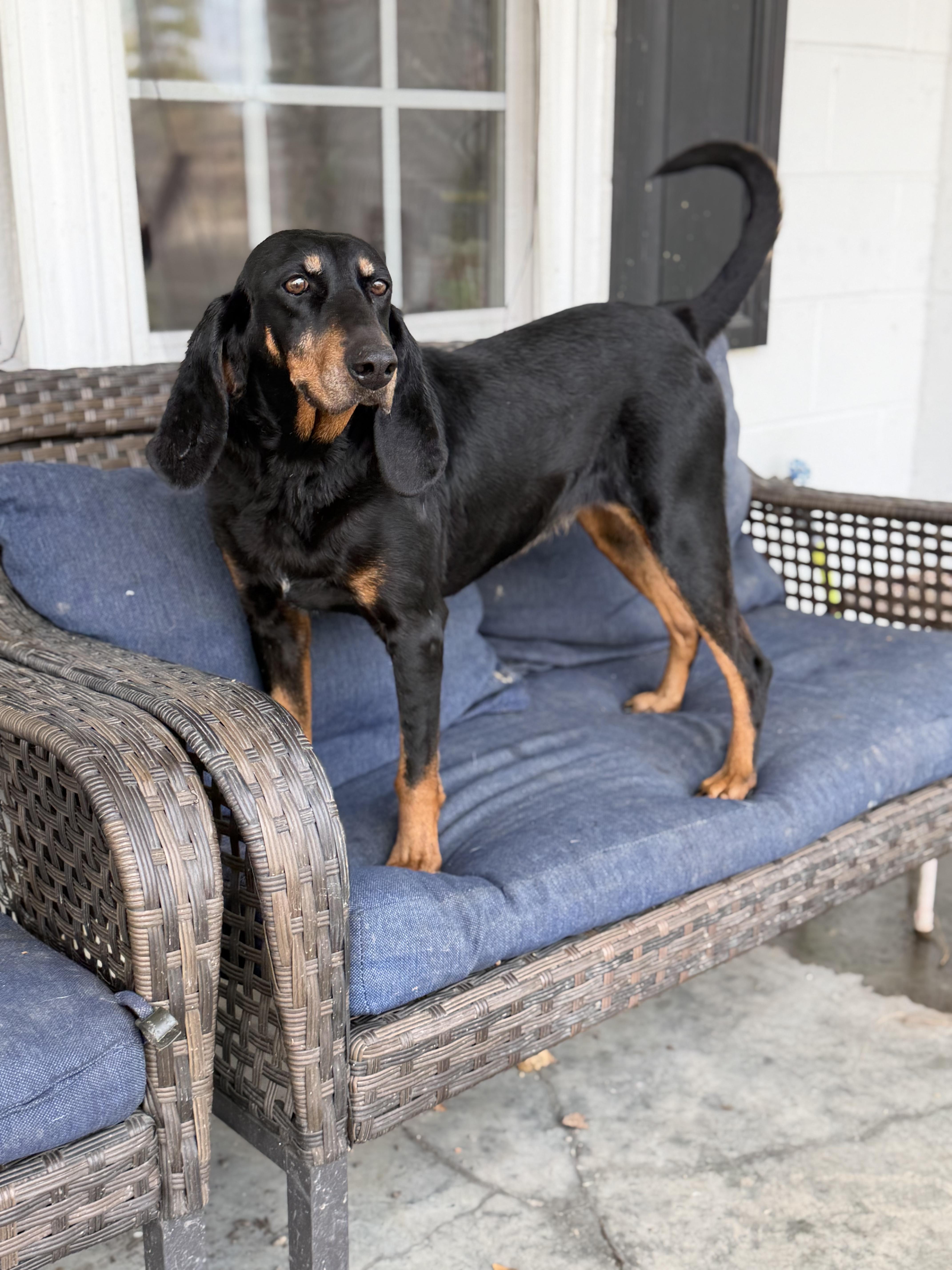 Cindy, a Adoptable Black and Tan Coonhound in Chesapeake, VA image 5/5