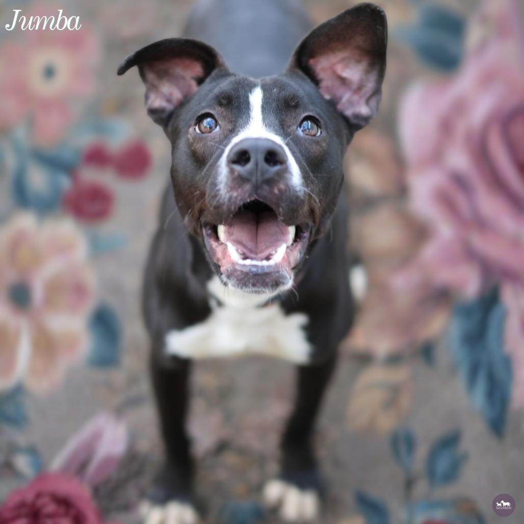 Jumba, Adoptable, Young Male Mixed Breed.