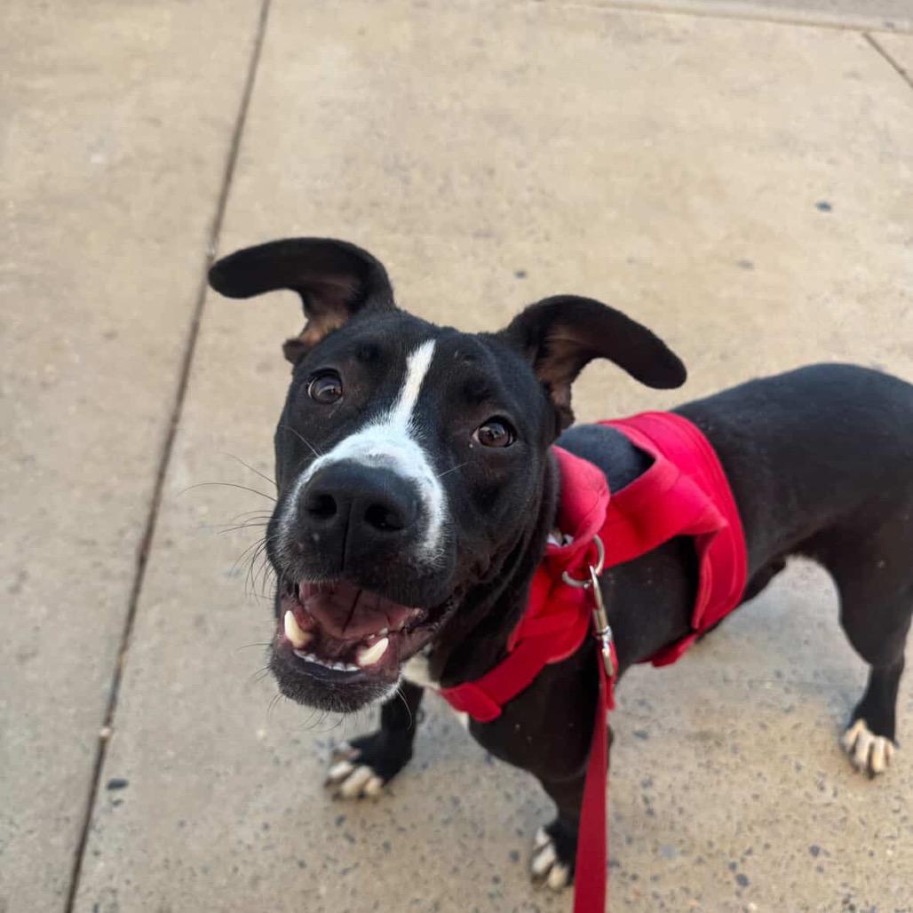 Enlarge Jumba, a Adoptable Mixed Breed in Hopkinton, MA image 2/6