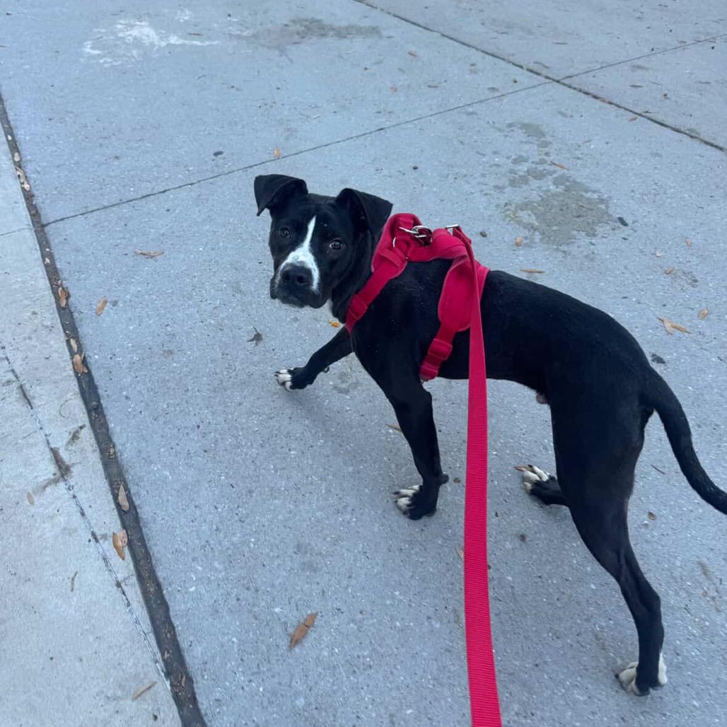 Enlarge Jumba, a Adoptable Mixed Breed in Hopkinton, MA image 3/6